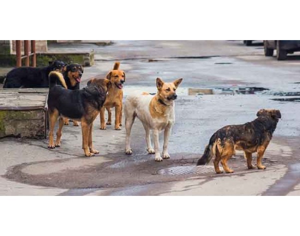 Защита от собак: Как вести себя при нападении и предотвращать агрессию